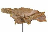 Fossil Theropod (Troodon?) Ilium - Montana #113083-1
